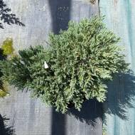 Саженец можжевельника горизонтального Grey Pearl в контейнере